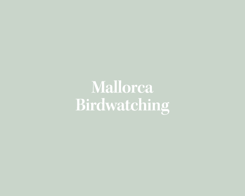 Balearic Warblers in Mallorca
