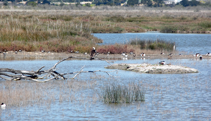 S’Albufera