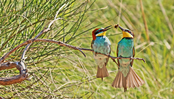 European Bee Eater