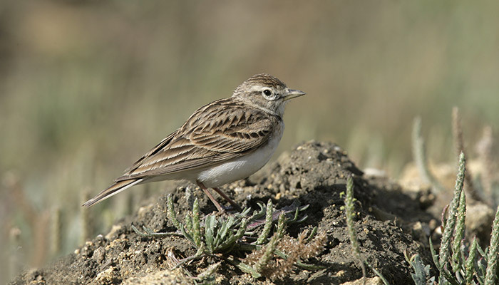 Short Toed Lark