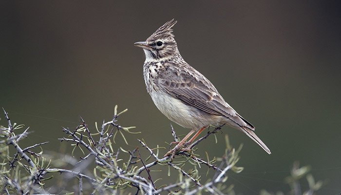 Thekla Lark