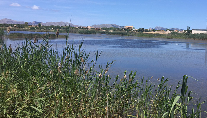 Tucan Marsh (Maristany)