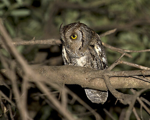 Scops Owl