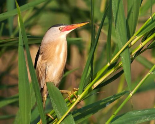 Little Bittern