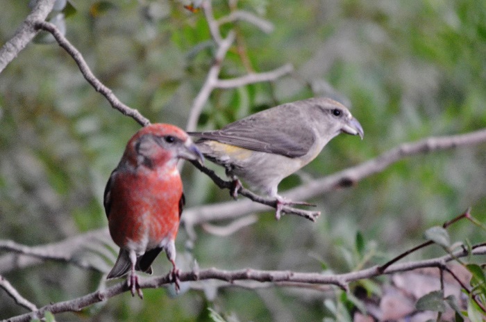 Balearic Crossbill