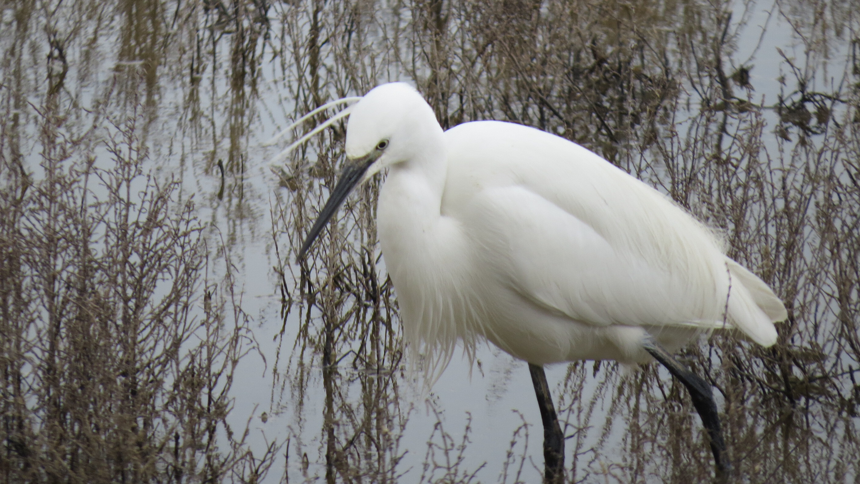 Little Egret