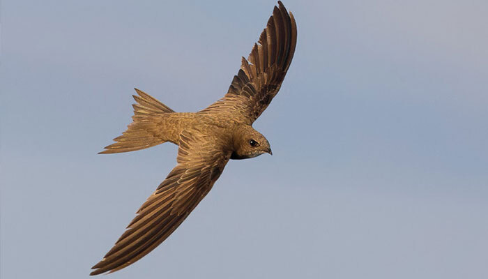 Pallid Swift