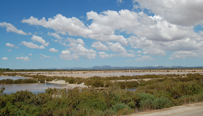 Salobrar de Campos