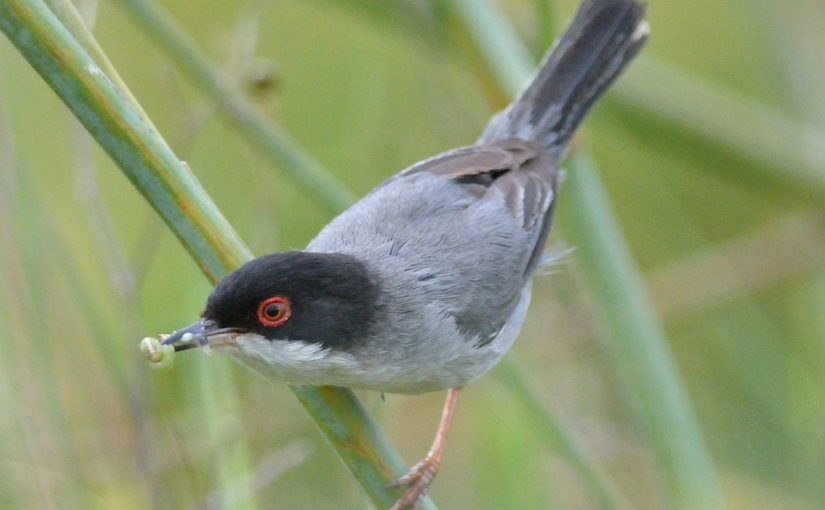 Sardinian Warbler