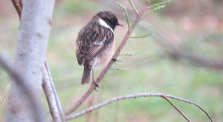 Stonechat