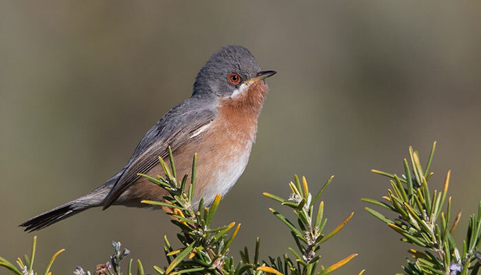 Sub Alpine Warbler